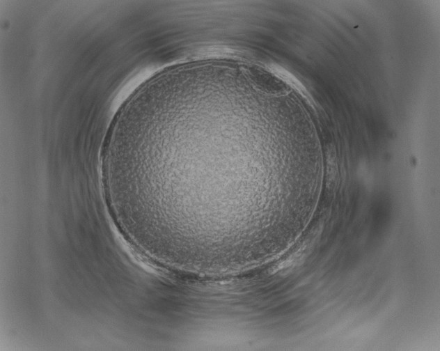 X0000068811047200605051140