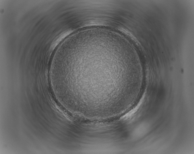 X0000068811121200605051138