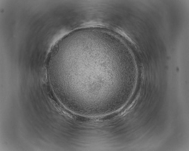X0000068811358200605051134