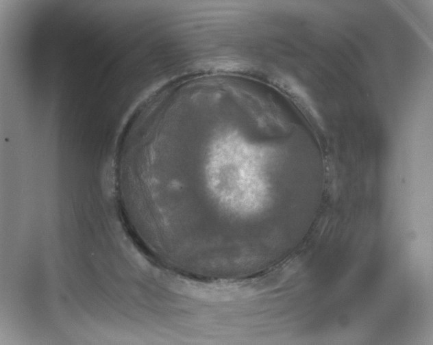 X0000068810012200605081131