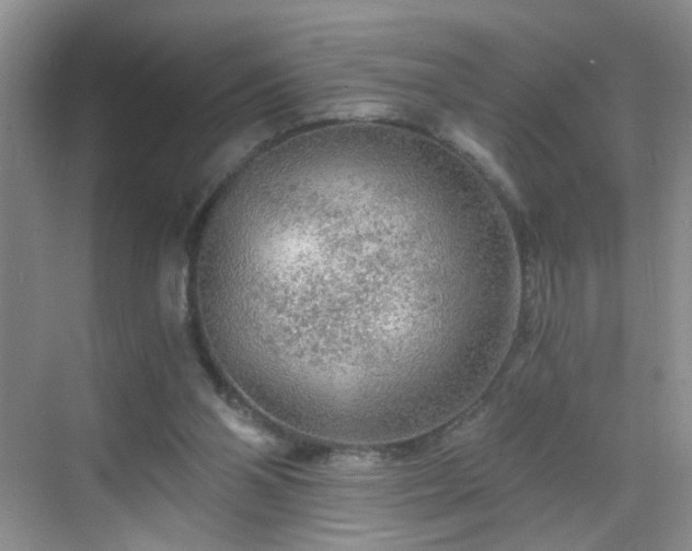 X0000068810110200605081130