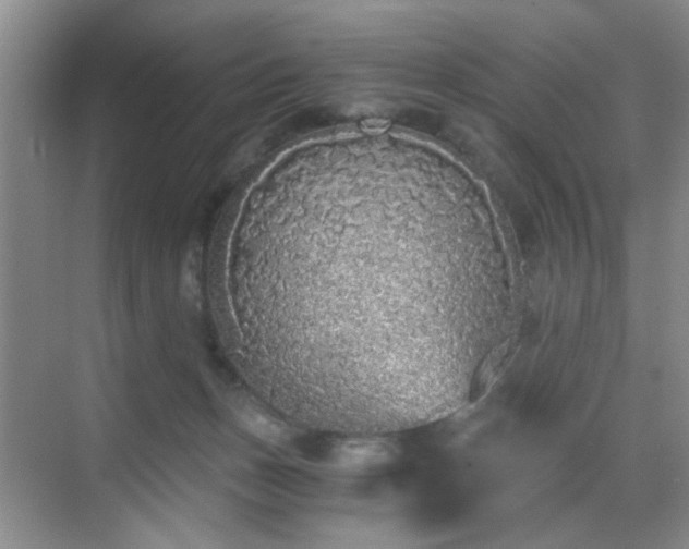 X0000068810175200605081129