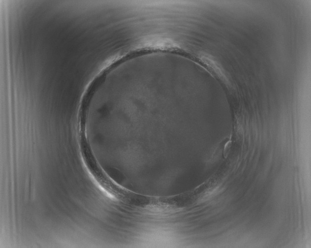 X0000068810630200605081120