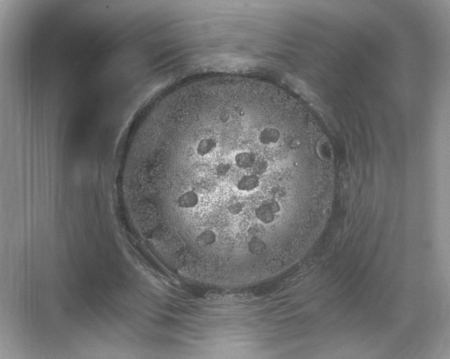 X0000068810679200605081120