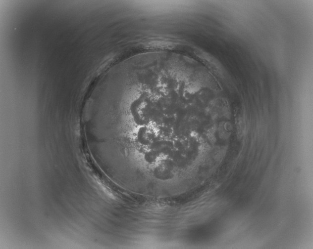 X0000068810729200605081119