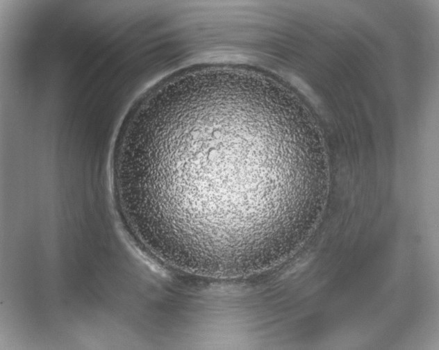 X0000068810840200605081117