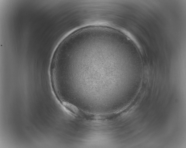 X0000068810959200605081116