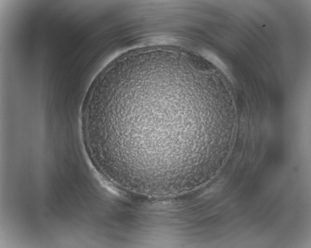 X0000068811047200605081114