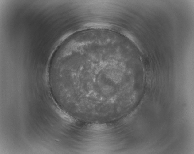 X0000068811074200605081113