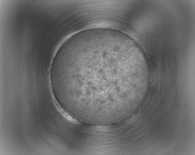 X0000068811086200605081113