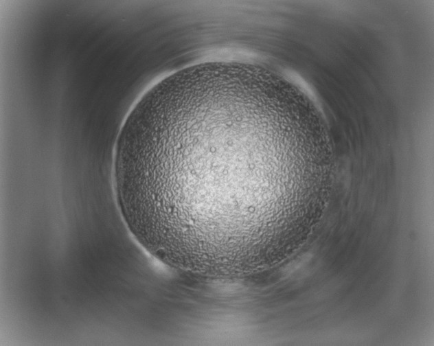 X0000068811103200605081113