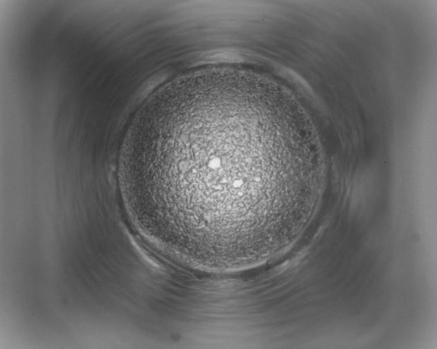 X0000068811225200605081111