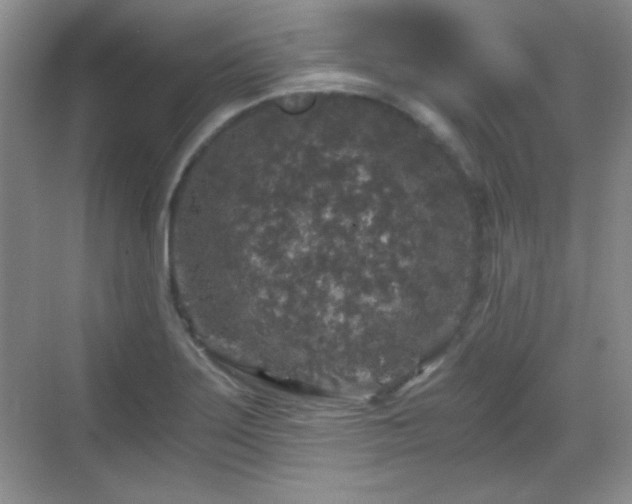 X0000068811275200605081110