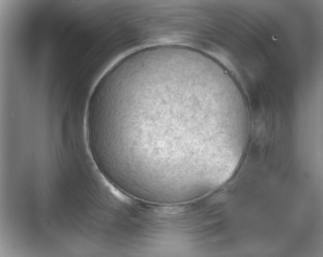 X0000068811294200605081110