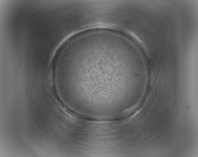 X0000068811310200605081109