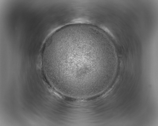 X0000068811358200605081109