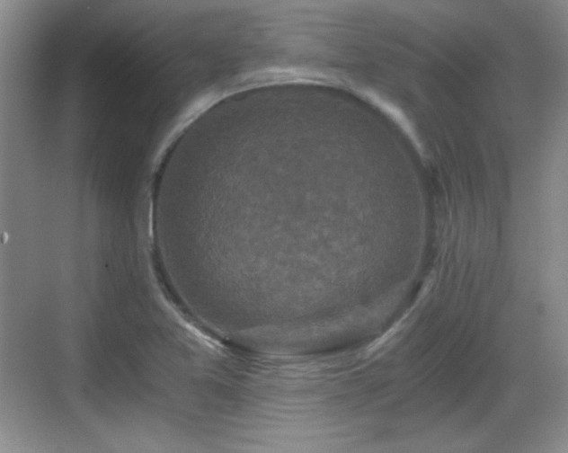 X0000068811365200605081108