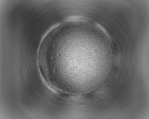 X0000068811386200605081108