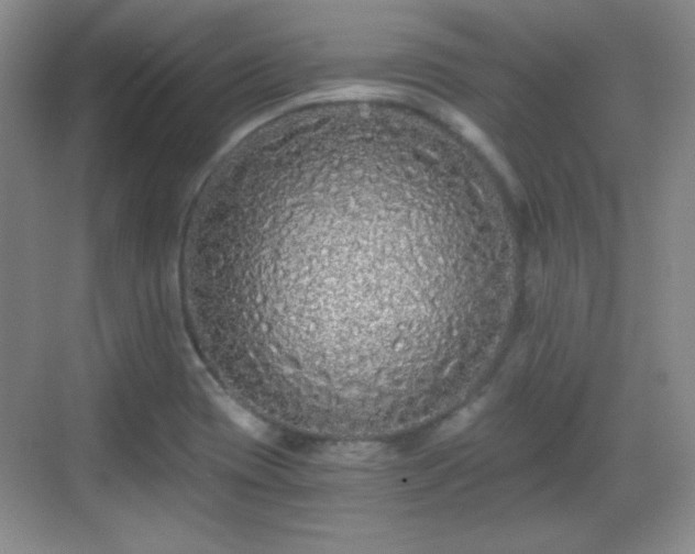 X0000068811417200605081108