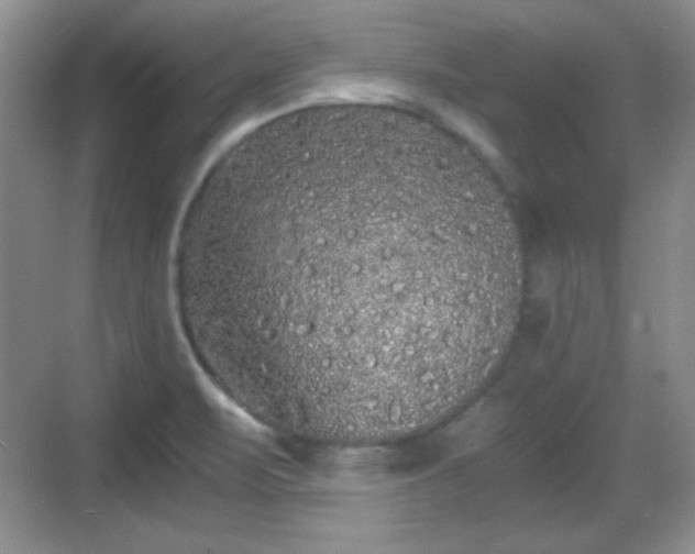 X0000068811471200605081107