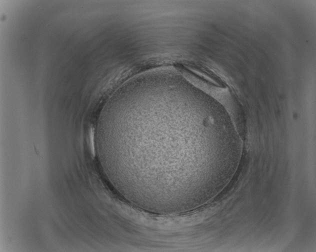 X0000068810022200605121302