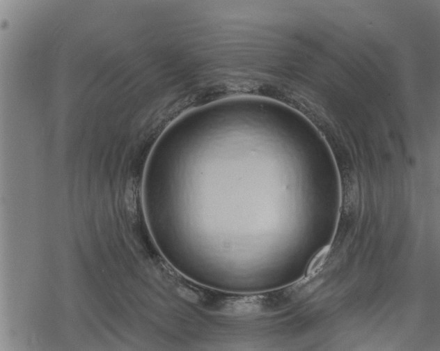 X0000068810078200605121301