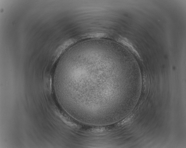 X0000068810110200605121300