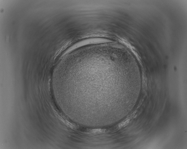 X0000068810153200605121259