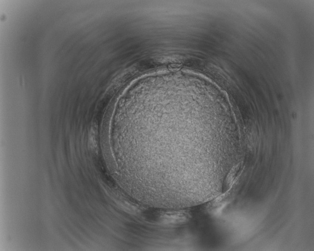 X0000068810175200605121300