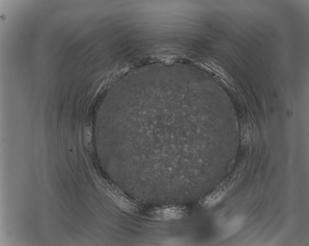 X0000068810365200605121256