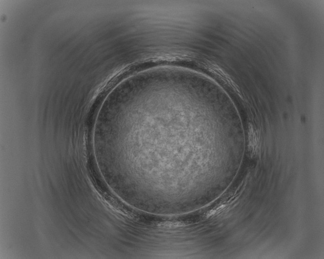 X0000068810444200605121254