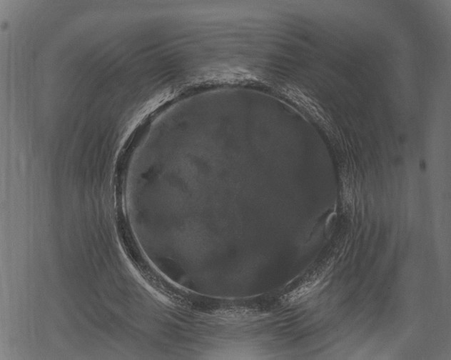 X0000068810630200605121251