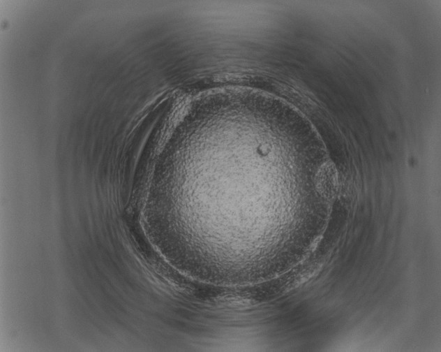 X0000068810648200605121251