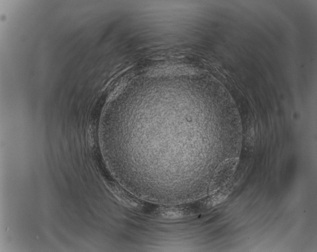 X0000068810658200605121252