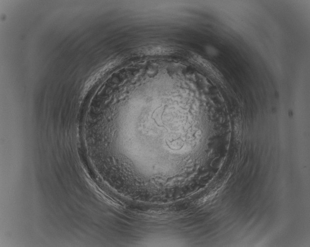 X0000068810725200605121249