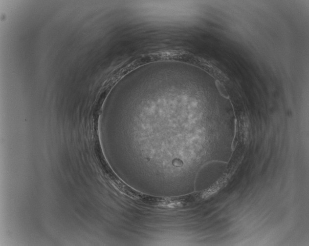 X0000068810760200605121250