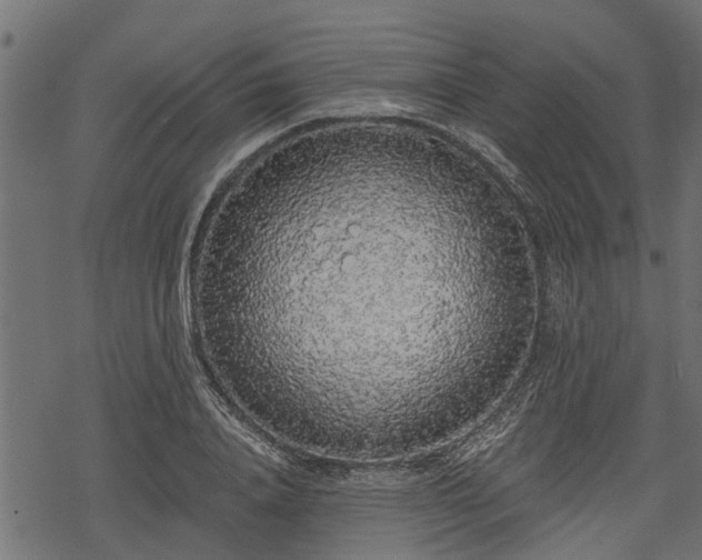 X0000068810840200605121248