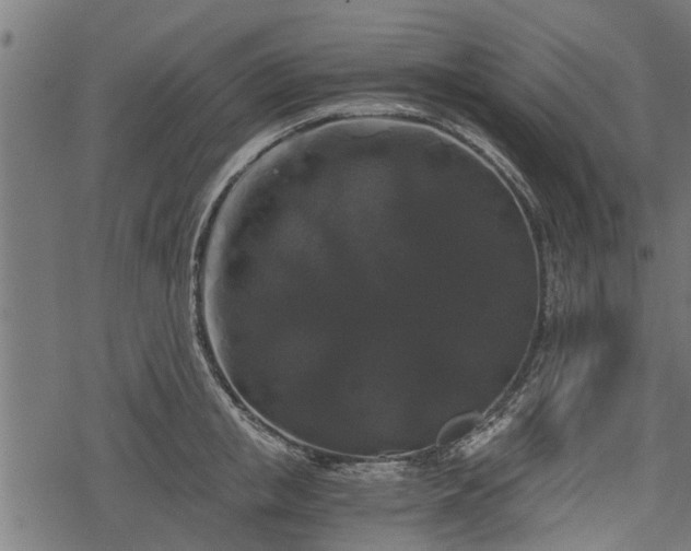 X0000068810853200605121248