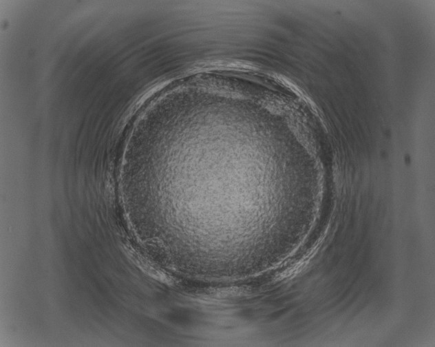 X0000068811025200605121245