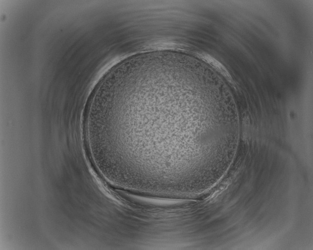 X0000068811039200605121245