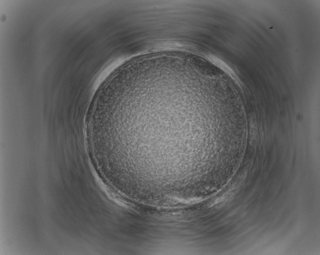 X0000068811047200605121245