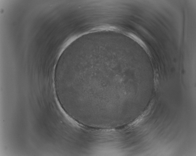 X0000068811055200605121245