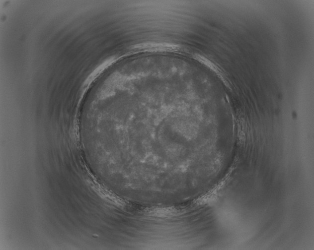 X0000068811074200605121244