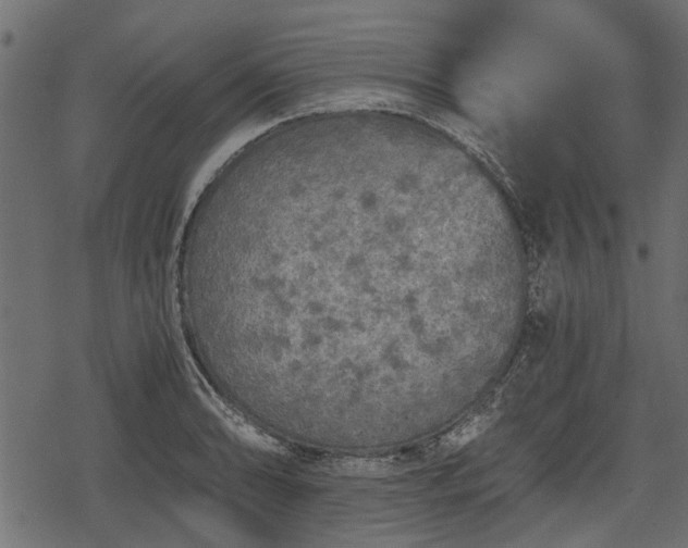 X0000068811086200605121244