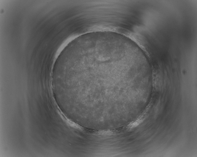 X0000068811094200605121244