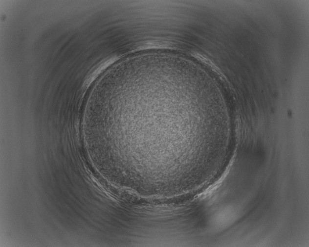 X0000068811121200605121243