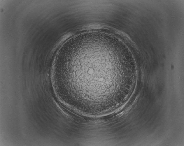 X0000068811225200605121242