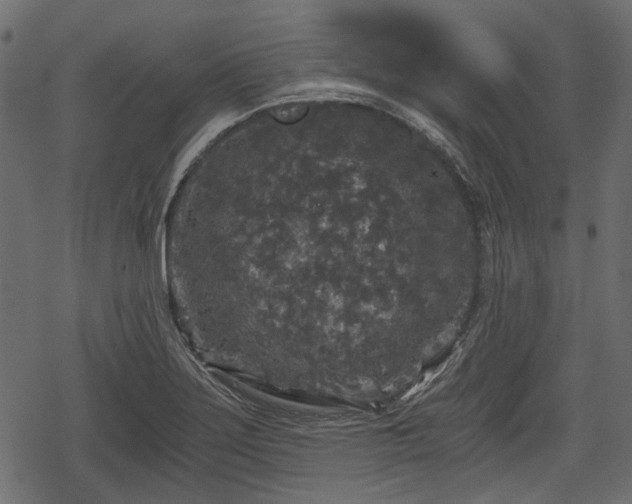 X0000068811275200605121241