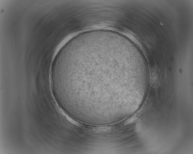 X0000068811294200605121241