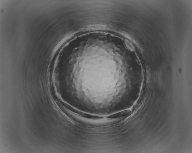 X0000068811325200605121240